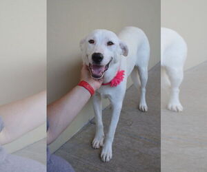 Great Pyrenees-Unknown Mix Dogs for adoption in McKinney, TX, USA