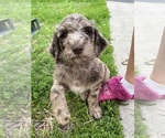 Small #3 Goldendoodle