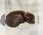 Small #8 German Shorthaired Pointer-Siberian Husky Mix