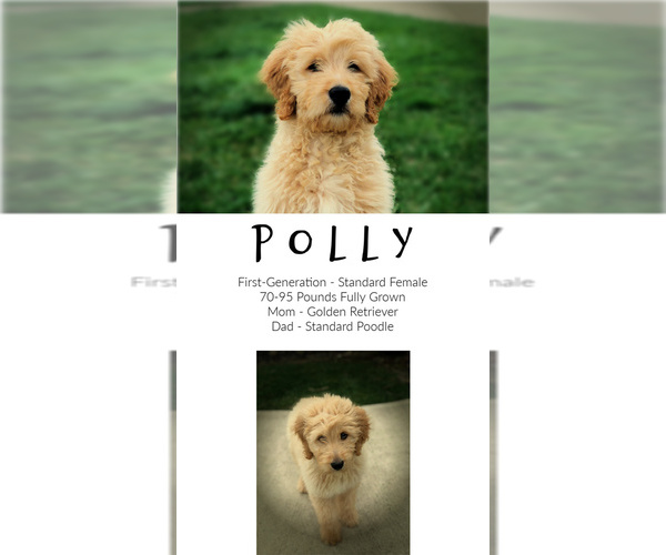 Medium Photo #3 Goldendoodle Puppy For Sale in LISBON, OH, USA