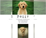 Small Photo #3 Goldendoodle Puppy For Sale in LISBON, OH, USA