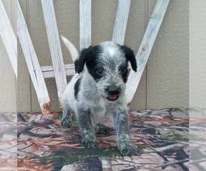 Australian Cattle Dog-Poodle (Standard) Mix Puppy for sale in CANAJOHARIE, NY, USA