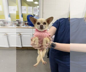 Chihuahua Dogs for adoption in Forestville, MD, USA