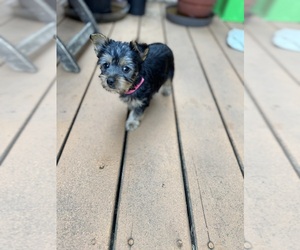 Silky Terrier Puppy for sale in WEST NEWTON, MA, USA