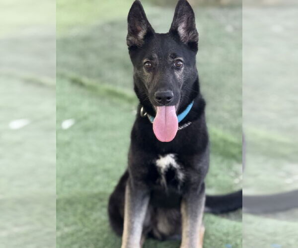 Medium Photo #1 German Shepherd Dog Puppy For Sale in San Diego, CA, USA