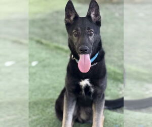 German Shepherd Dog Dogs for adoption in San Diego, CA, USA