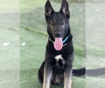 Small German Shepherd Dog