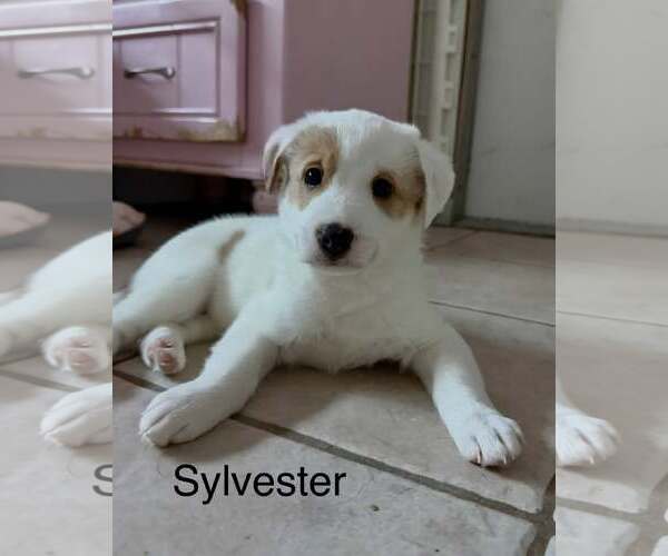 Medium Photo #2 Australian Shepherd-Jack Russell Terrier Mix Puppy For Sale in Cave Creek, AZ, USA