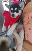 Small Photo #1 Siberian Husky Puppy For Sale in WILDOMAR, CA, USA