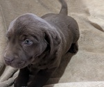 Puppy Harmony Labrador Retriever
