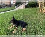 Small Photo #2 German Shepherd Dog Puppy For Sale in VIOLET, LA, USA