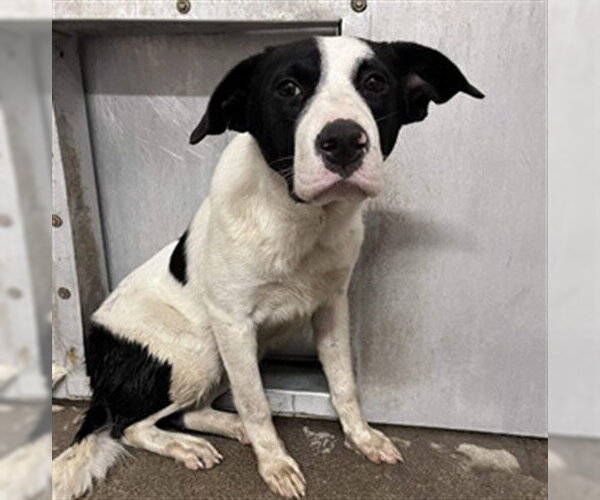 Medium Photo #1 Border Collie-Unknown Mix Puppy For Sale in Stockton, CA, USA