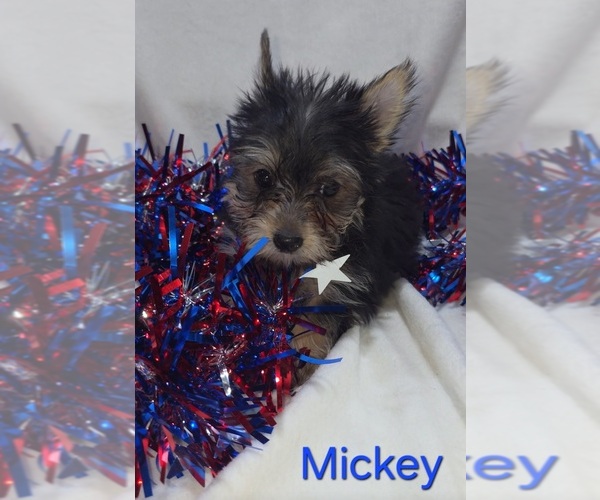 Medium Photo #3 Yorkshire Terrier Puppy For Sale in AZLE, TX, USA