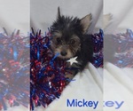Small #2 Yorkshire Terrier