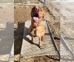Small Labrador Retriever Mix