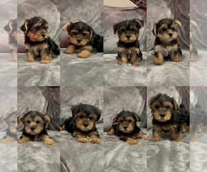 Yorkshire Terrier Puppy for sale in MIRA LOMA, CA, USA