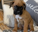 Small Photo #33 Boxer Puppy For Sale in GOSHEN, IN, USA