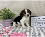 Small #5 Beagle