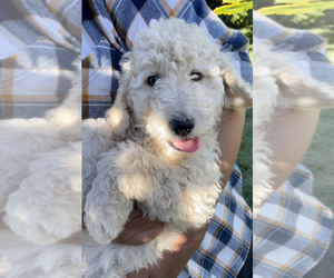 Poodle (Standard)-Pyredoodle Mix Puppy for sale in ACAMPO, CA, USA