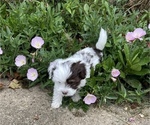 Small Photo #7 Havanese Puppy For Sale in OTWAY, OH, USA