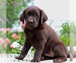 Small #3 Labrador Retriever