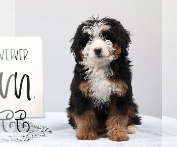 Medium Photo #3 Bernedoodle (Miniature) Puppy For Sale in LIVINGSTON, WI, USA