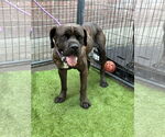 Small #8 Mastiff