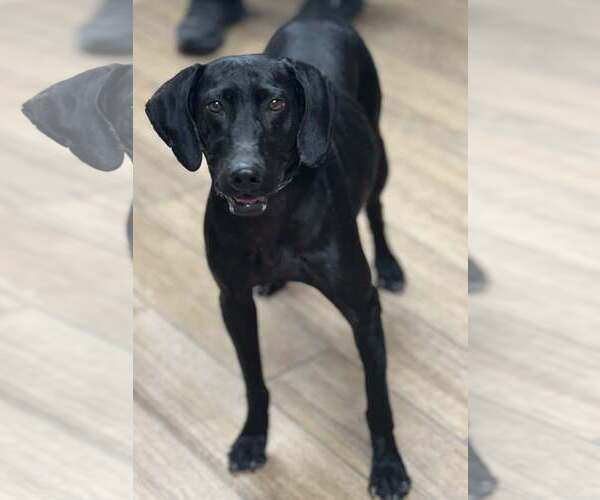 Medium Photo #1 Labrador Retriever-Unknown Mix Puppy For Sale in Rowlett, TX, USA