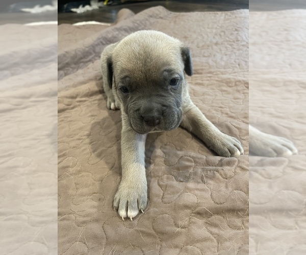 Medium Photo #8 Cane Corso Puppy For Sale in SLIDELL, LA, USA