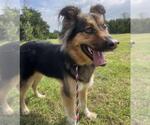 Small #2 German Shepherd Dog-Huskies  Mix