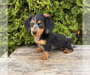 Dachshund Puppy for sale in MIDDLEBURY, IN, USA