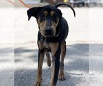 Small Photo #20 Doberman Pinscher-Pointer Mix Puppy For Sale in Houston, TX, USA