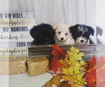 Small Photo #5 Schnauzer (Miniature) Puppy For Sale in WINDYVILLE, MO, USA
