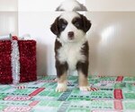 Puppy 6 Miniature Australian Shepherd