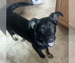 Small German Shepherd Dog