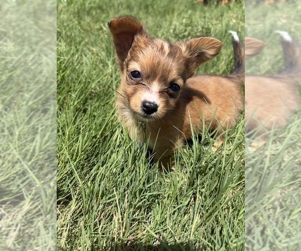 Medium Photo #35 Chihuahua Puppy For Sale in SAN ANTONIO, TX, USA