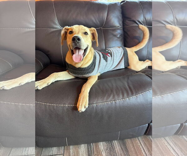 Medium Photo #1 American Pit Bull Terrier-Labrador Retriever Mix Puppy For Sale in Duluth, MN, USA