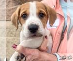 Small #4 Labrador Retriever Mix