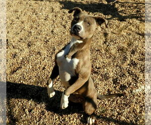 Kassidy - Female Mutt Dog for Adoption - Photo #5