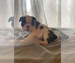 Small Photo #2 English Bulldog-French Bulldog Mix Puppy For Sale in BRANFORD, CT, USA