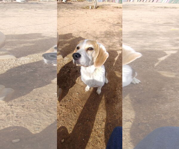 Medium Photo #8 Beagle Puppy For Sale in Apple Valley, CA, USA