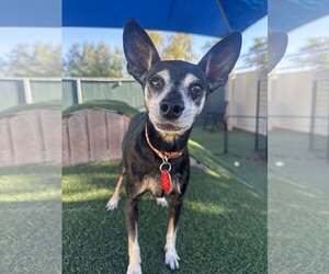 Chihuahua-Unknown Mix Dogs for adoption in Tempe , AZ, USA