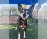 Small Chihuahua Mix