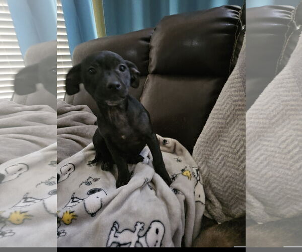 Medium Photo #2 Labrador Retriever-Unknown Mix Puppy For Sale in Tracy City, TN, USA