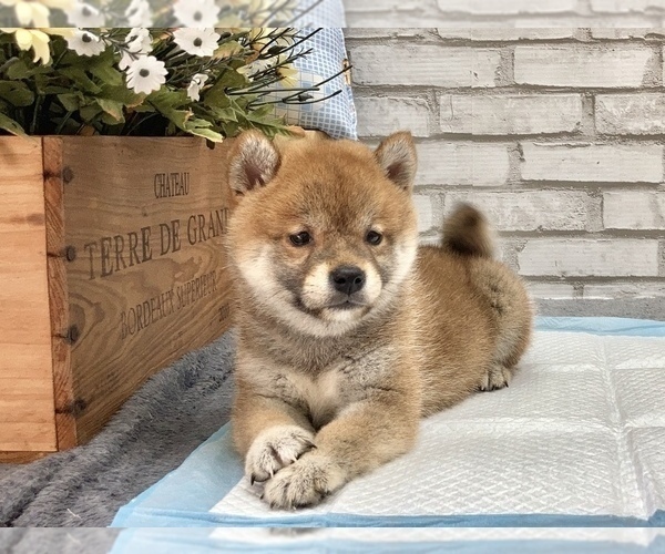 Medium Photo #4 Shiba Inu Puppy For Sale in LOS ANGELES, CA, USA
