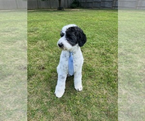 Father of the Sheepadoodle puppies born on 07/19/2023