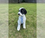 Small Photo #1 Sheepadoodle Puppy For Sale in PERKINSTON, MS, USA