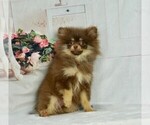Puppy 9 Pomeranian