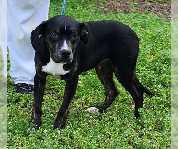 Medium Photo #8 American Staffordshire Terrier-Unknown Mix Puppy For Sale in Wetumpka, AL, USA