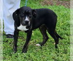 Small #7 American Staffordshire Terrier Mix